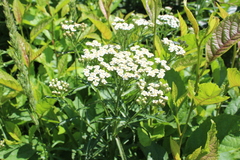 Achillea ptarmicoides