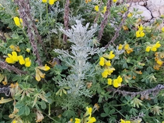 Artemisia maritima