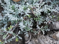 Artemisia maritima