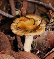 Russula neerimea