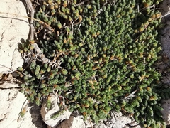 Camphorosma monspeliaca