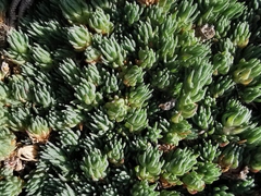 Camphorosma monspeliaca