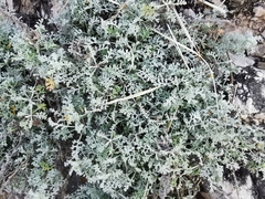 Artemisia maritima