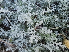 Artemisia maritima