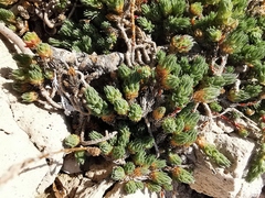 Camphorosma monspeliaca