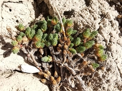 Camphorosma monspeliaca