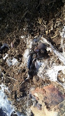 Porrhothele antipodiana