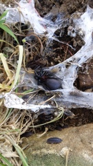 Porrhothele antipodiana