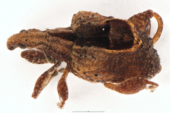 Stephanorhynchus crassus