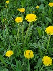 Taraxacum officinale