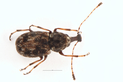 Helmoreus sharpi