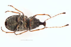 Helmoreus sharpi