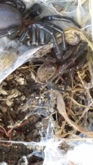 Porrhothele antipodiana