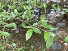 Alnus oblongifolia
