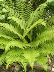 Dryopteris filix-mas