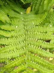Dryopteris filix-mas