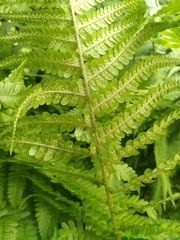 Dryopteris filix-mas