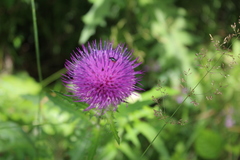 Cirsium maackii