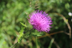 Cirsium maackii