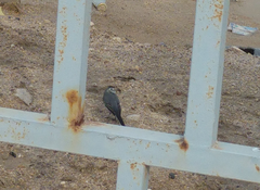 Motacilla alba