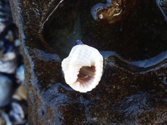 Nassarius conoidalis