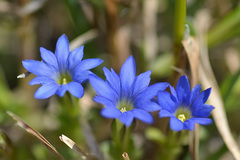 Gentiana karelinii