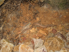 Crotalus tigris