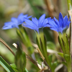 Gentiana karelinii