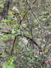 Ceanothus fendleri