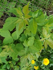 Acer negundo