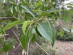 Populus × hinckleyana