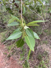 Populus × hinckleyana