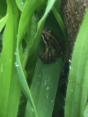 Leptodactylus albilabris