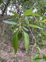 Populus × hinckleyana