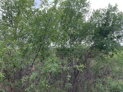 Populus × hinckleyana