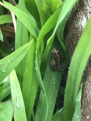 Leptodactylus albilabris