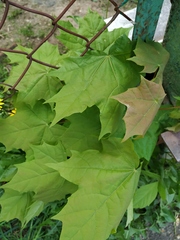 Acer platanoides
