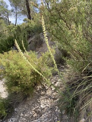 Reseda barrelieri