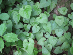 Campanula punctata