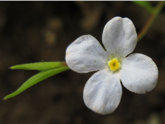 Trigonotis radicans sericea