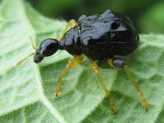 Phymatapoderus flavimanus