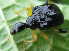 Phymatapoderus flavimanus