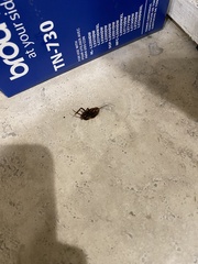 Blattodea