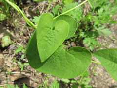 Aristolochia contorta