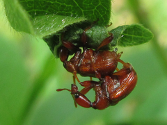 Leptapoderus rubidus