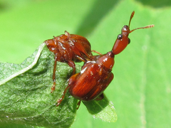 Leptapoderus rubidus