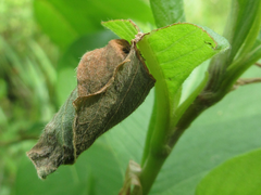 Leptapoderus rubidus