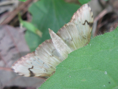 Neoanalthes contortalis