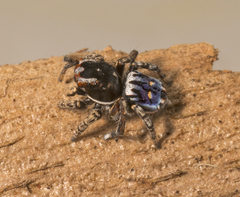 Maratus harrisi