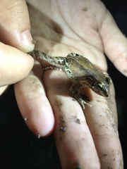 Leptodactylus albilabris